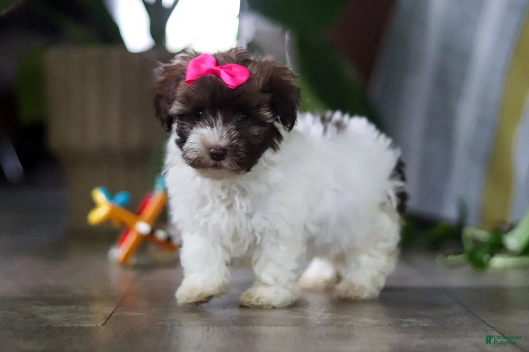 Havanese dogs for sale: Lily - Ad 2