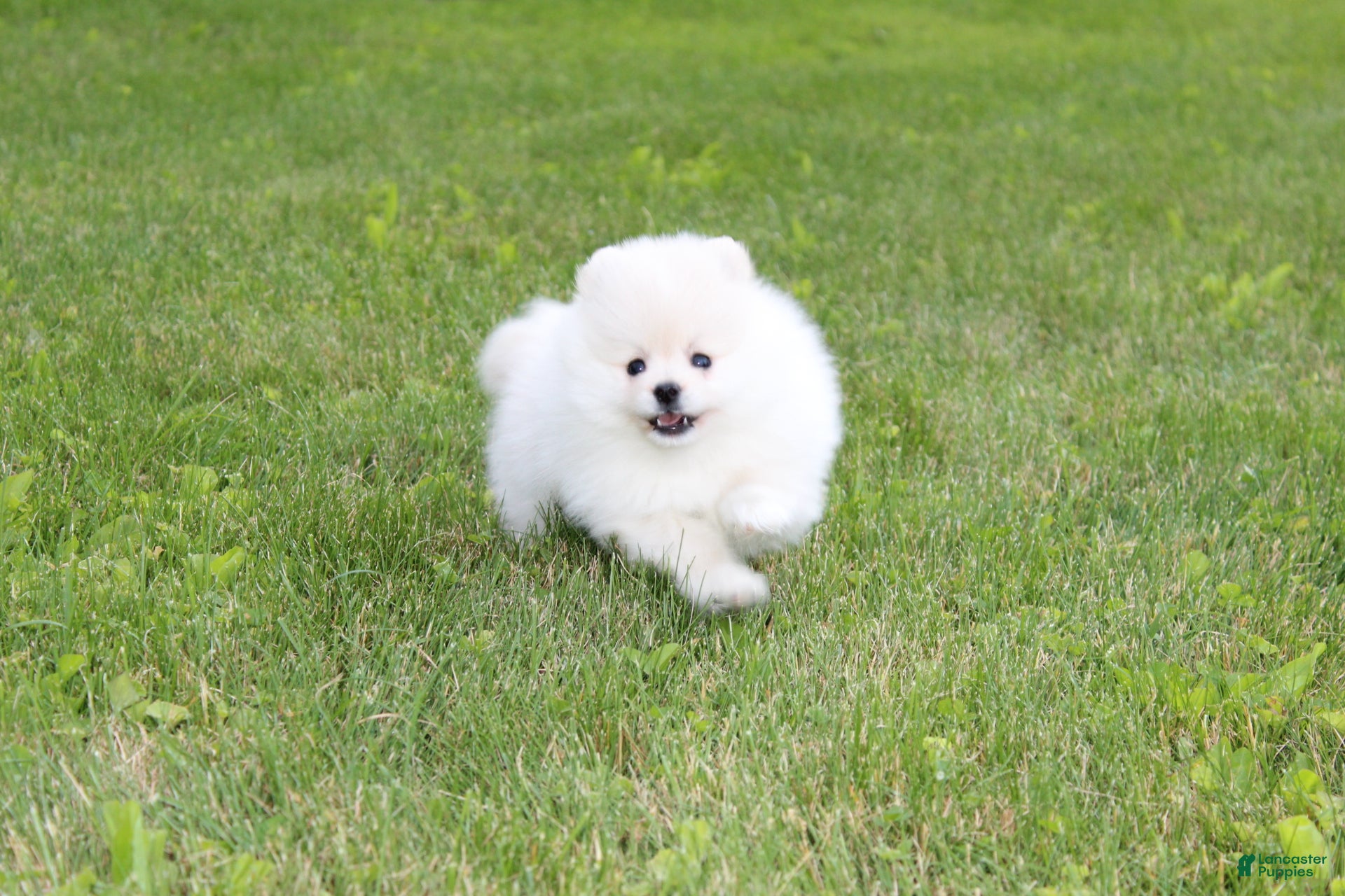 Pomeranian dogs Emerson - Ad 2