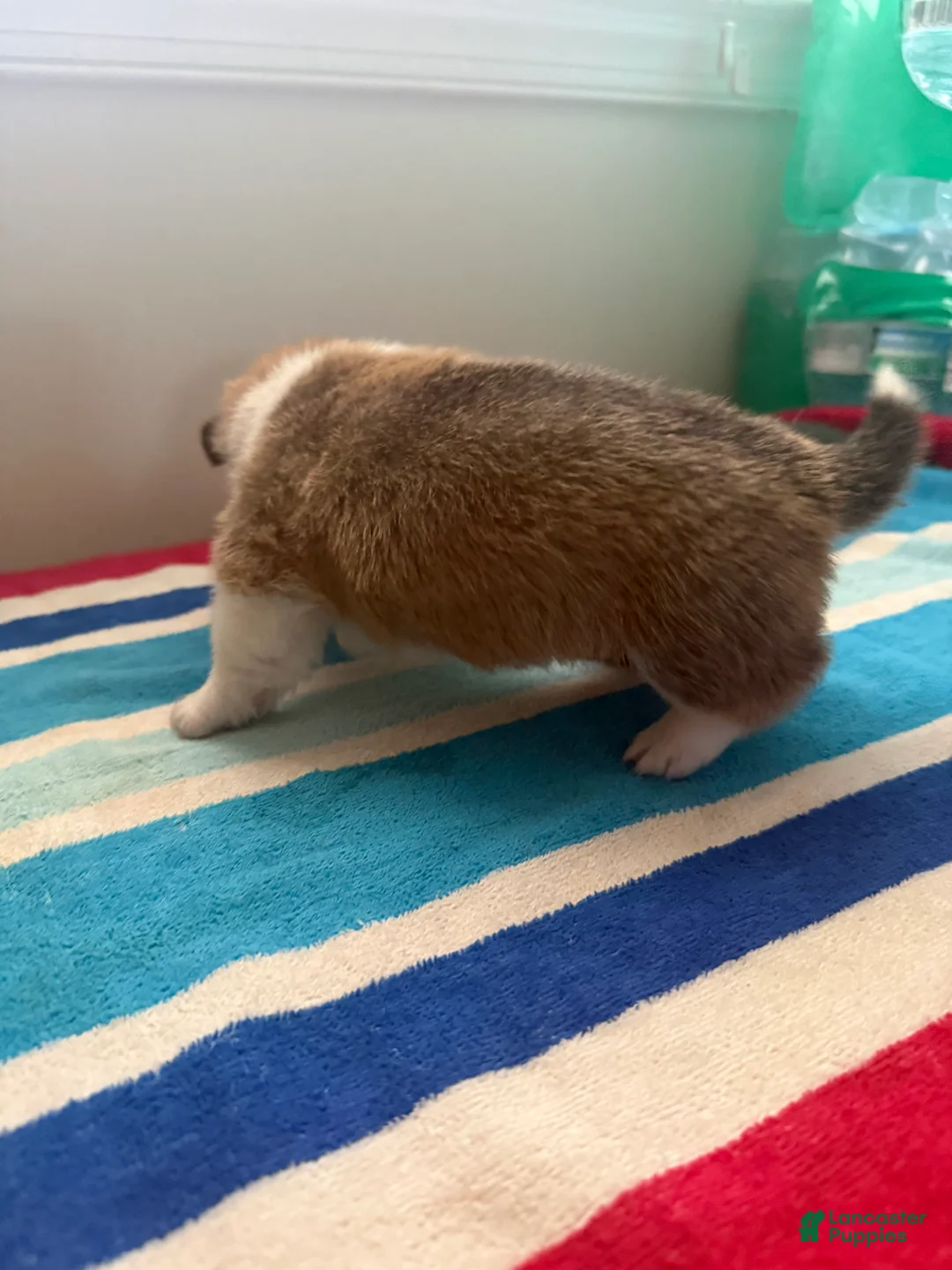 Welsh Corgi Pembroke dogs for sale: Peanut - Ad 6