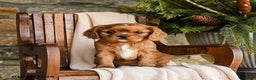 Cavapoo dogs for sale: Cannoli - Ad 2