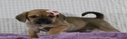 Puggle dogs for sale: Willow - Ad 6