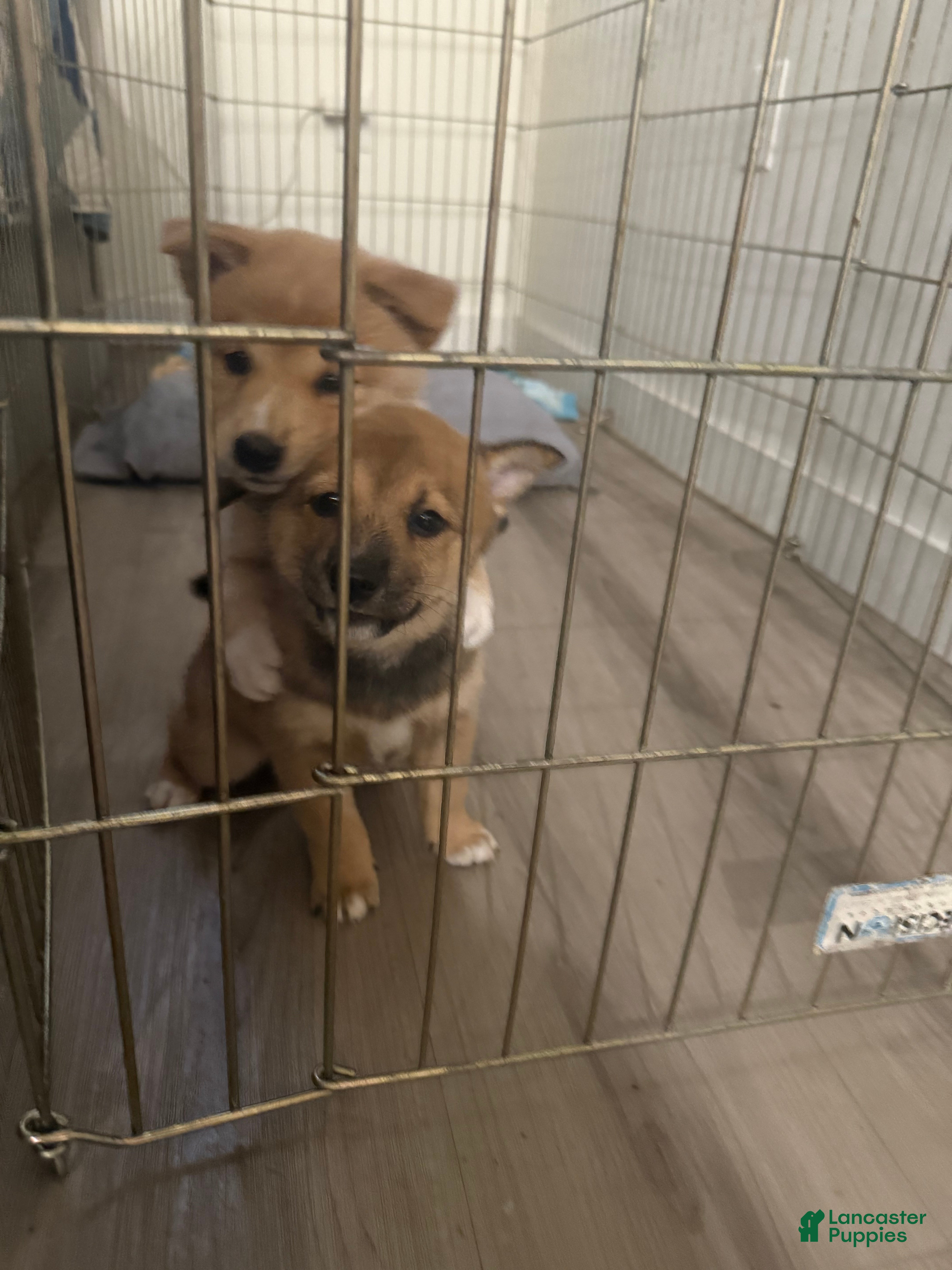 Shiba Inu dogs Coco - Ad 2