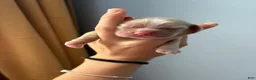 Cocker Spaniel dogs for sale: Rusty - Ad 1