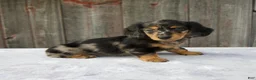 Miniature Dachshund dogs for sale: Mali - Ad 2