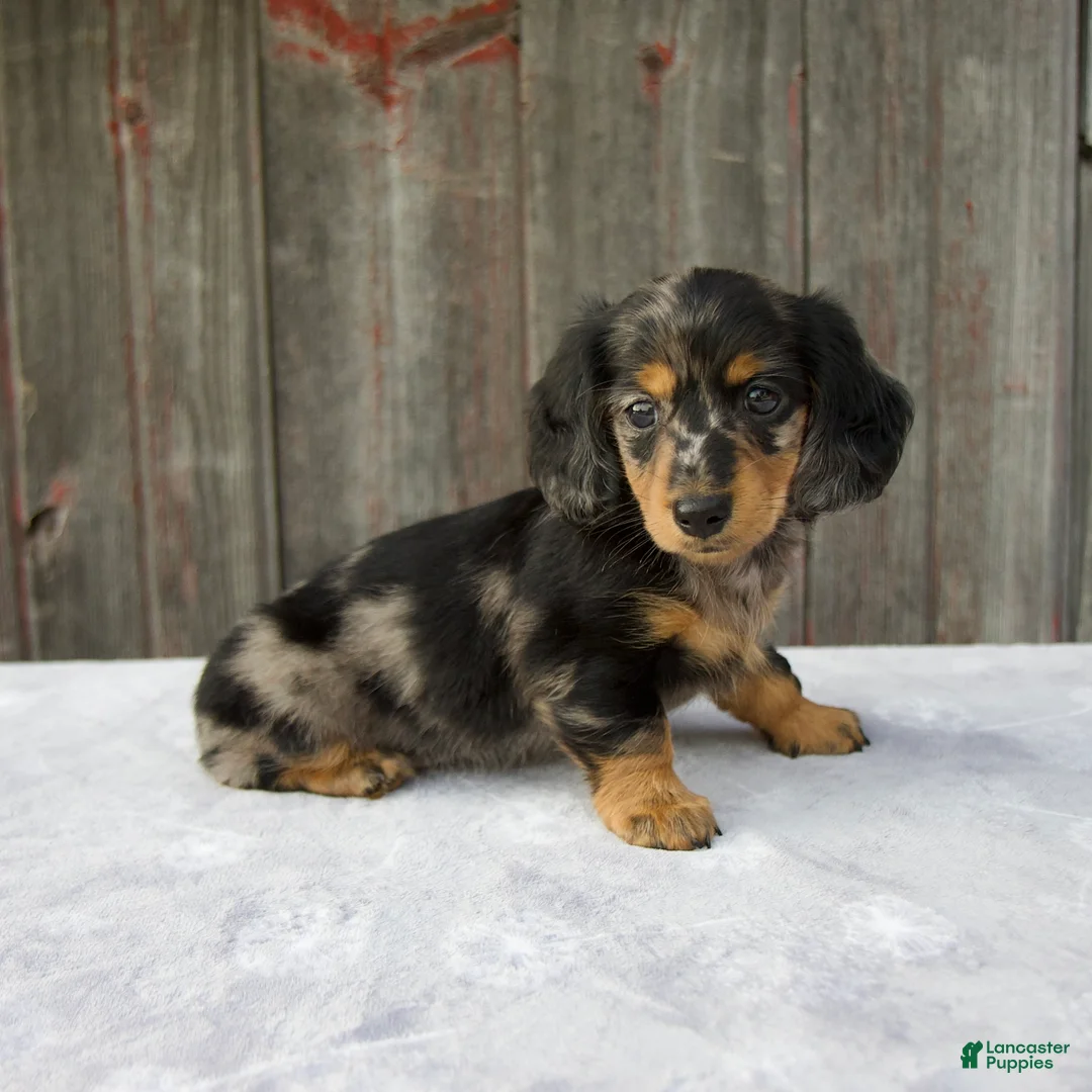Miniature Dachshund dogs for sale: Mali - Ad 2