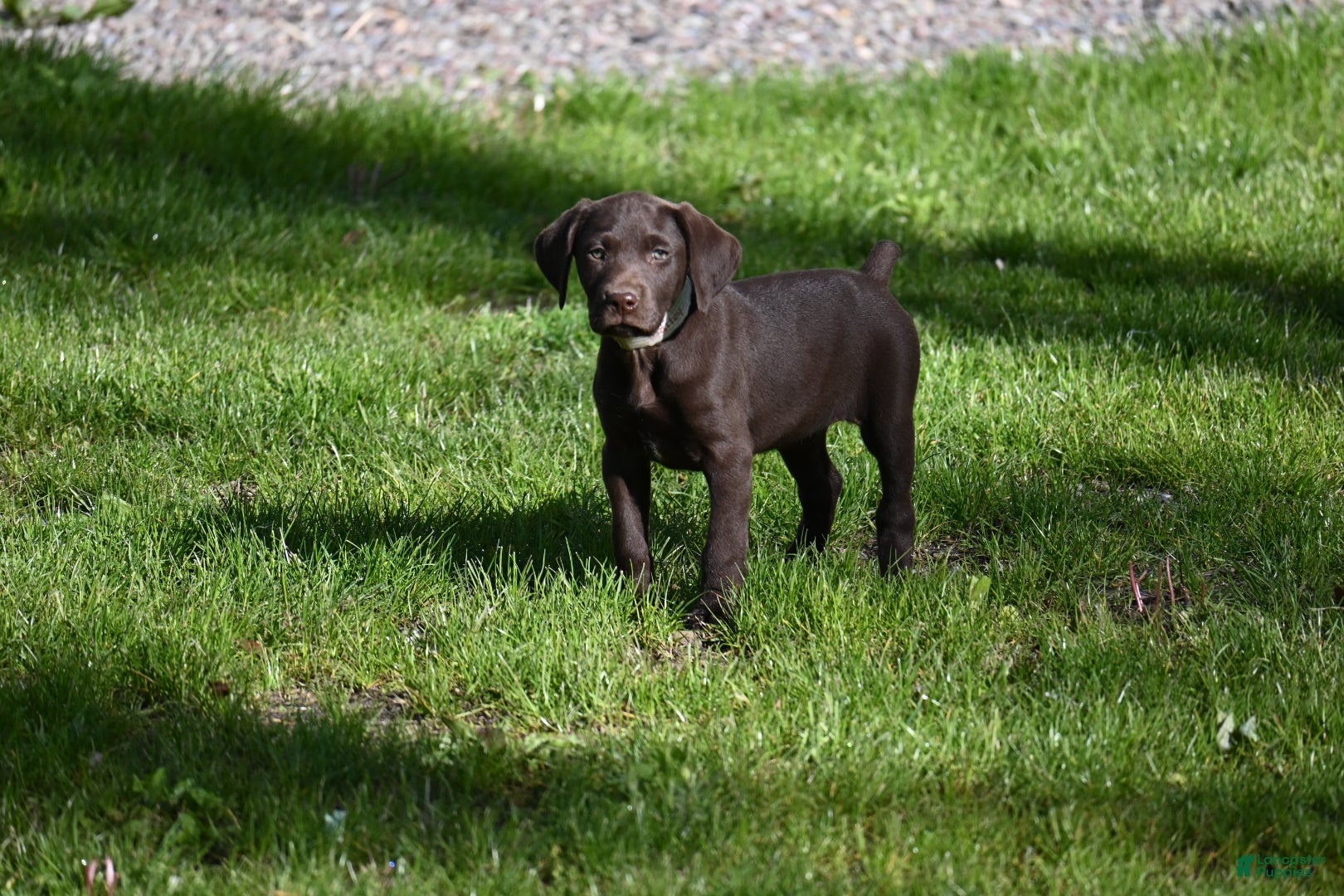 German Shorthaired Pointer dogs Beauty - Ad 15
