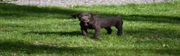 German Shorthaired Pointer dogs for sale: Beauty - Ad 2