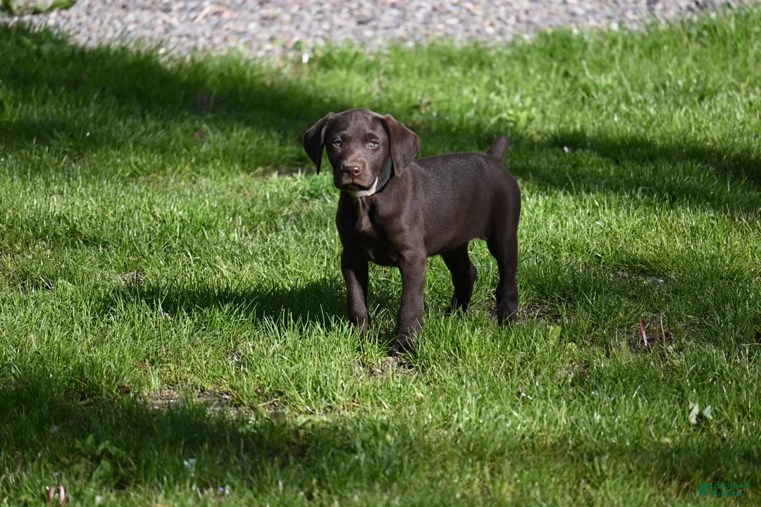 German Shorthaired Pointer dogs for sale: Beauty - Ad 2