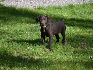 German Shorthaired Pointer dogs Beauty - Ad 3