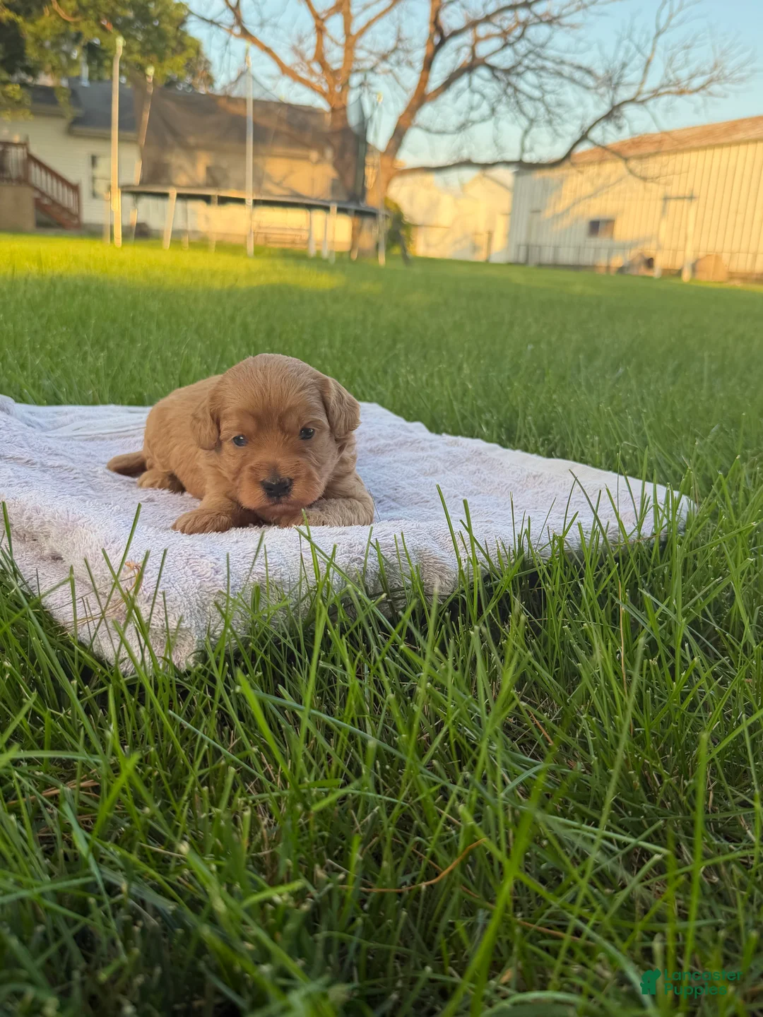 Mini Goldendoodle dogs for sale: Lexi Mini Goldendoodle  - Ad 1