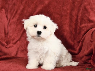 Maltese dogs Greg - Ad 9
