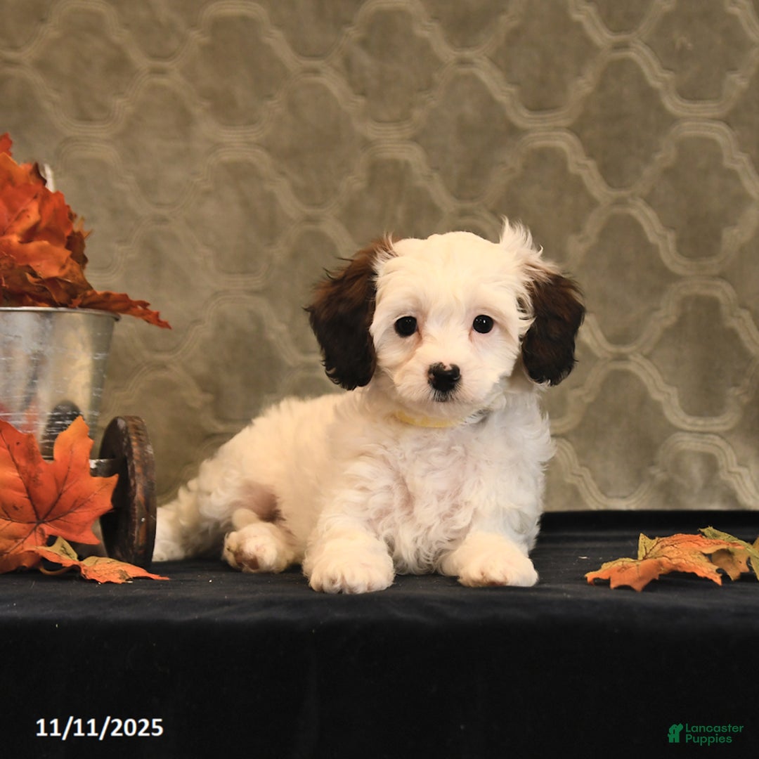 Cavapoo dogs for sale: Cookie - Ad 10