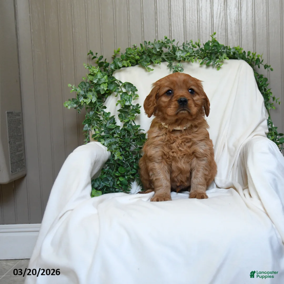 Miniature Golden Retriever dogs for sale: Jerry - Ad 1