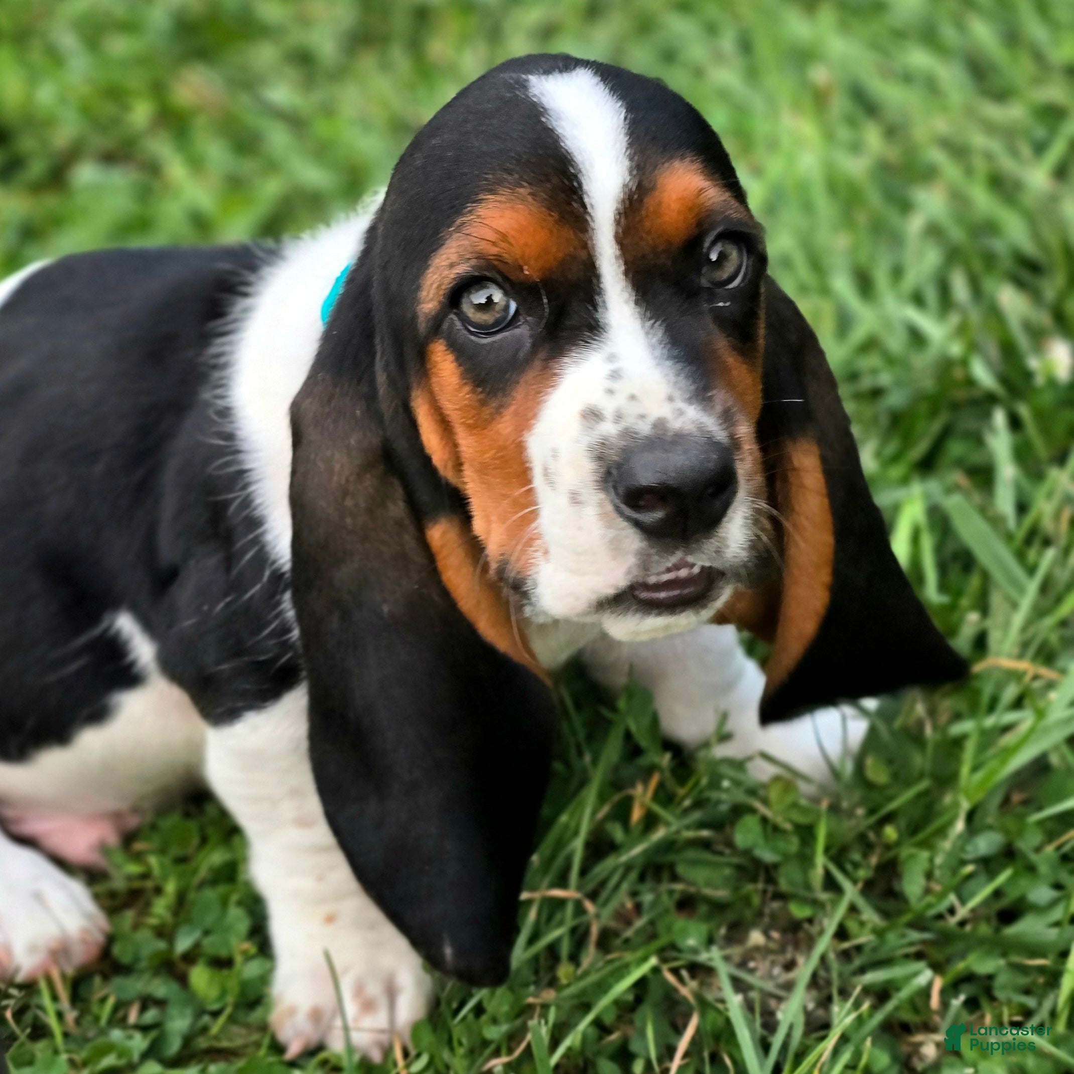 Basset Hound dogs Niv-Mizzet - Ad 1