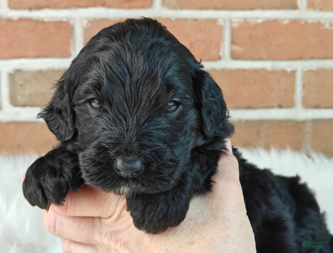 Bernedoodle dogs for sale: Shadow  - Ad 1