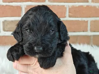 Bernedoodle dogs for sale: Shadow - Ad 2