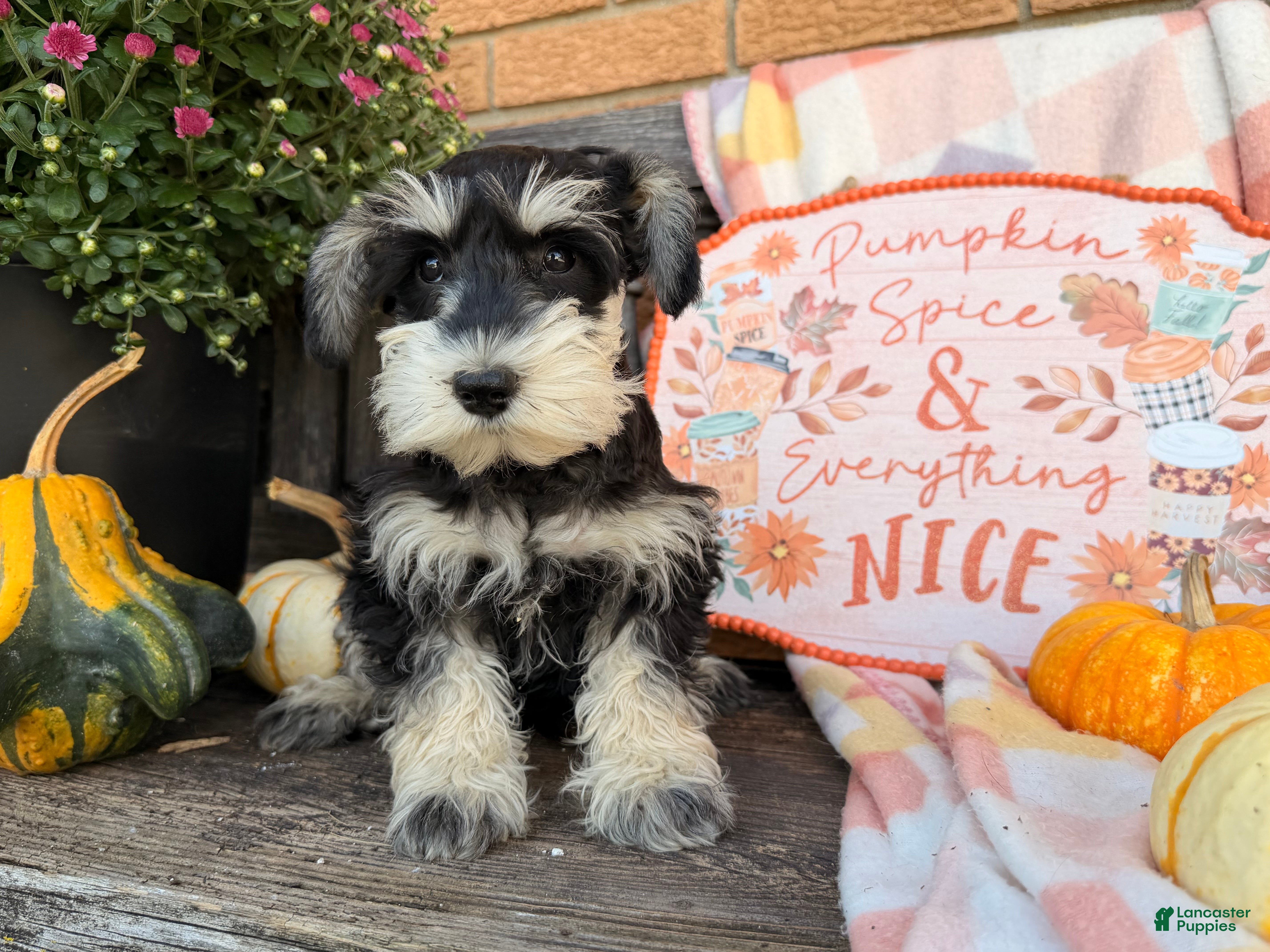 Miniature Schnauzer dogs Madeline - Ad 1