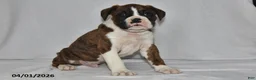 Boxer dogs for sale: Morgan - Ad 3