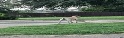 Black Mouth Cur dogs for sale: Black Mouth Cur - Ad 21