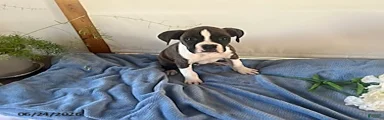 Rambo
