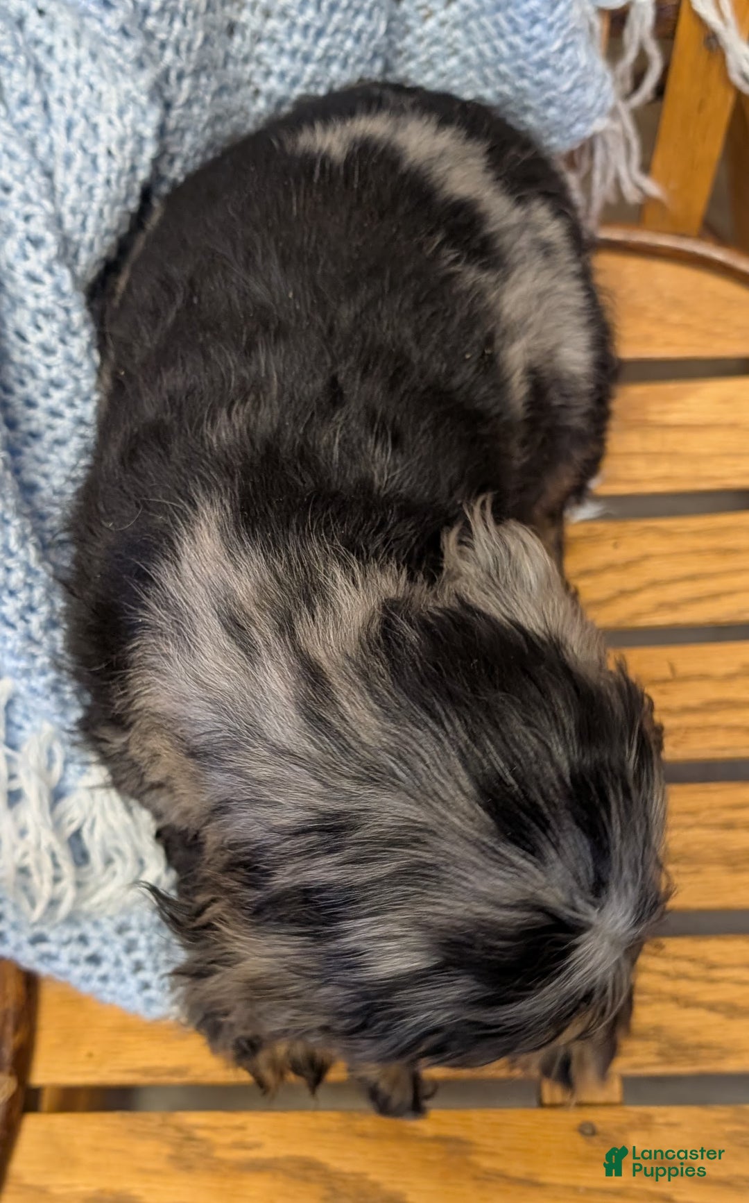 Cocker Spaniel dogs for sale: Wade - Ad 3