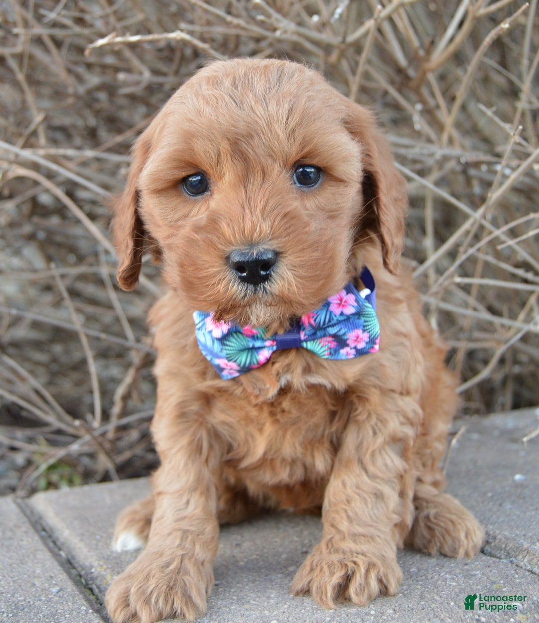 Cockapoo dogs for sale: Cora - Ad 4