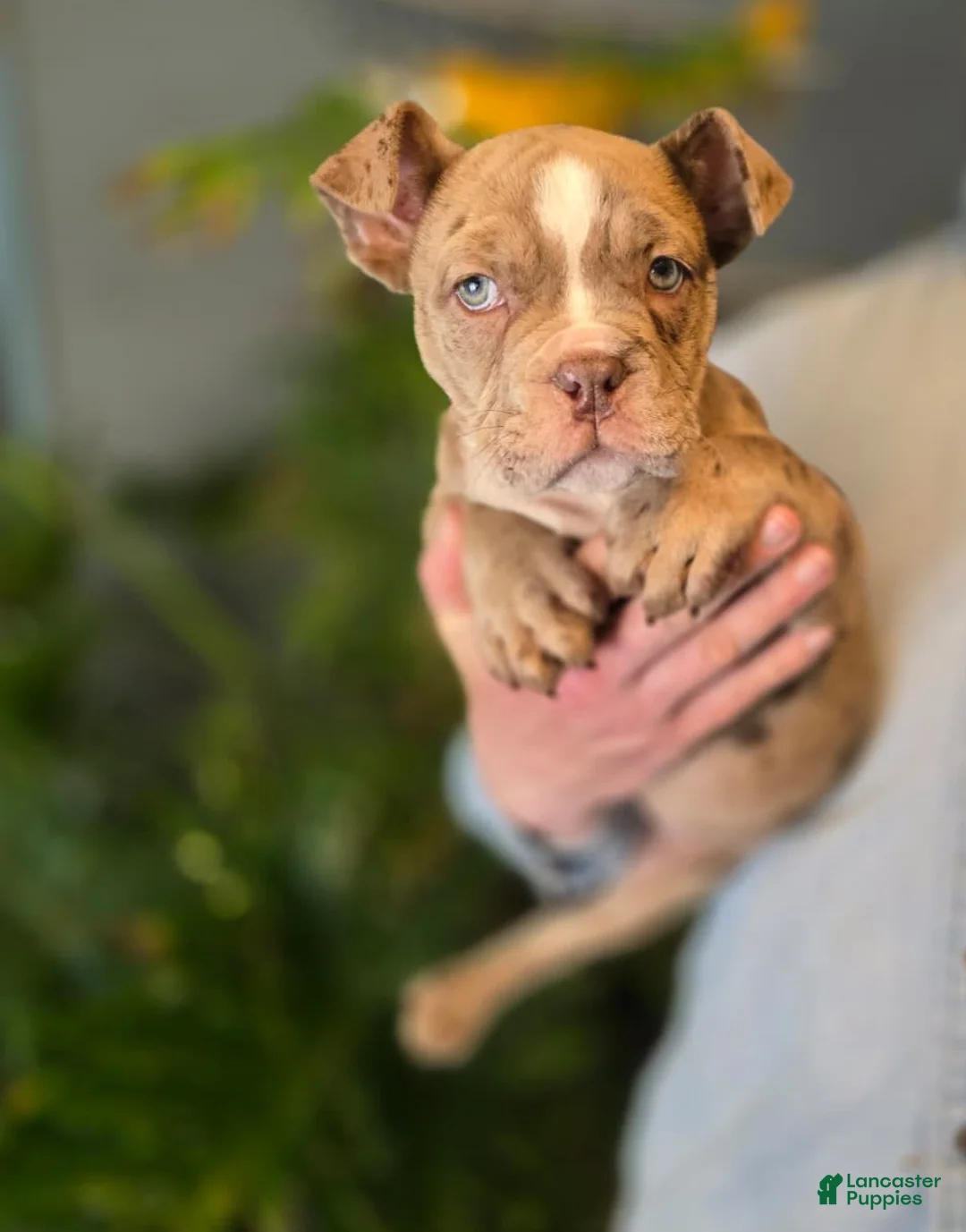 American Bully dogs for sale: Lucy - Ad 5