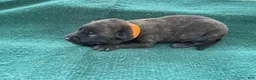Mixed Breed dogs for sale: Male Puppy 3 - Ad 6