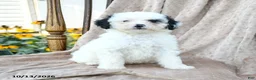Mini Bernedoodle dogs for sale: Patches - Ad 5