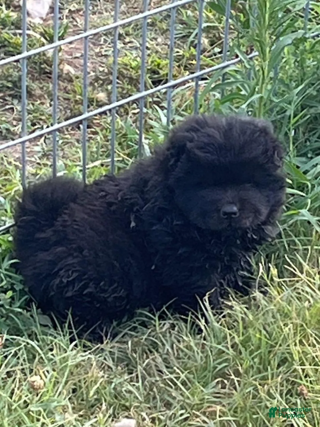 Gallery Image {{count}}