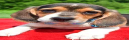 Beagle dogs for sale: Hickory - Ad 5