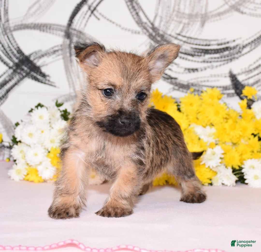 Cairn Terrier dogs for sale: Jayda - Ad 3