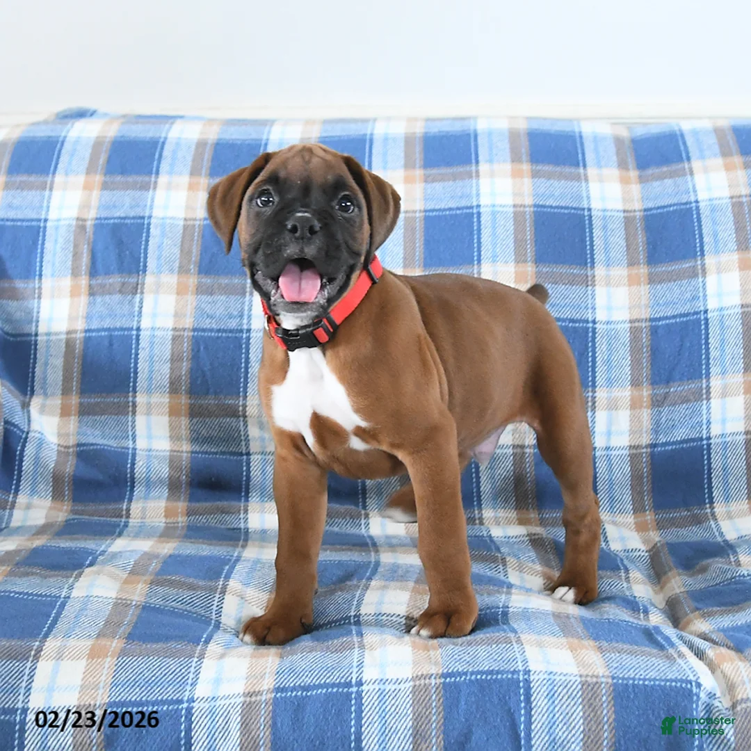 Boxer dogs for sale: Cherokee - Ad 3