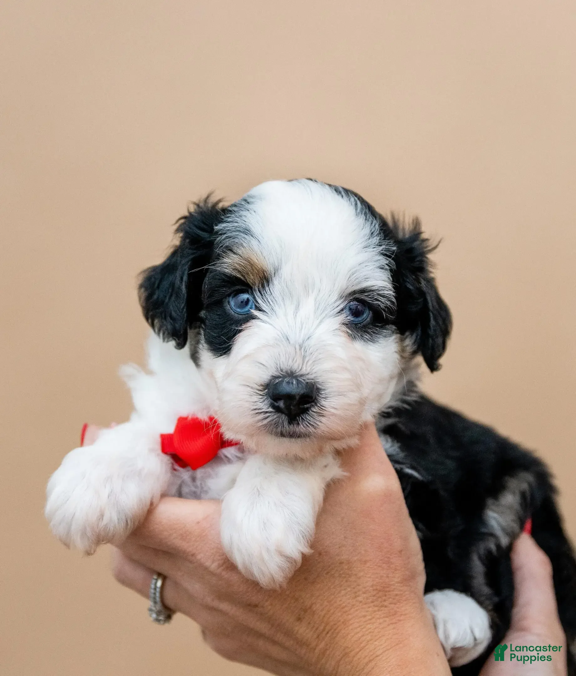 Aussiedoodle dogs Valor - Ad 2
