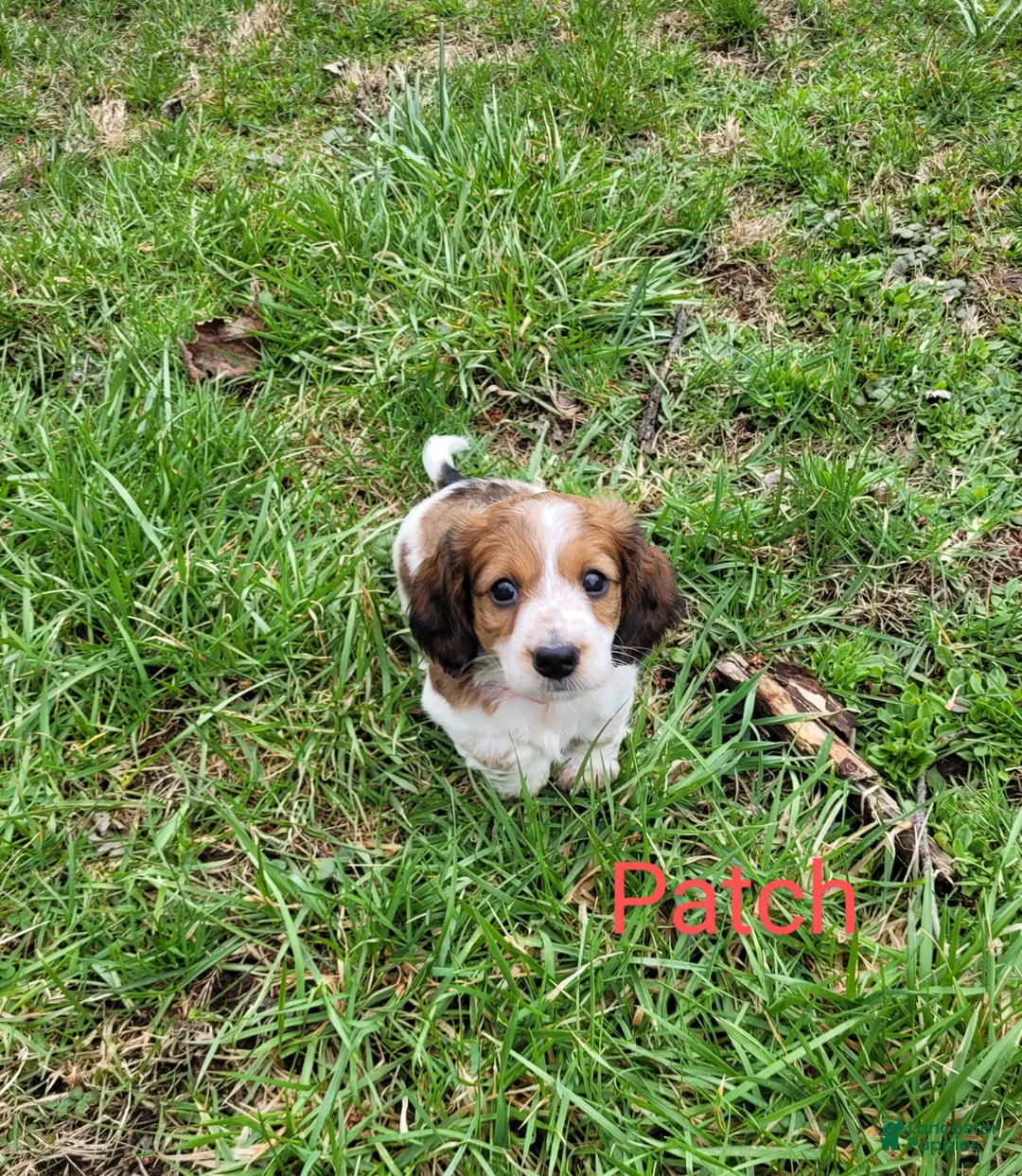 Dachshund dogs for sale: Patch - Ad 2