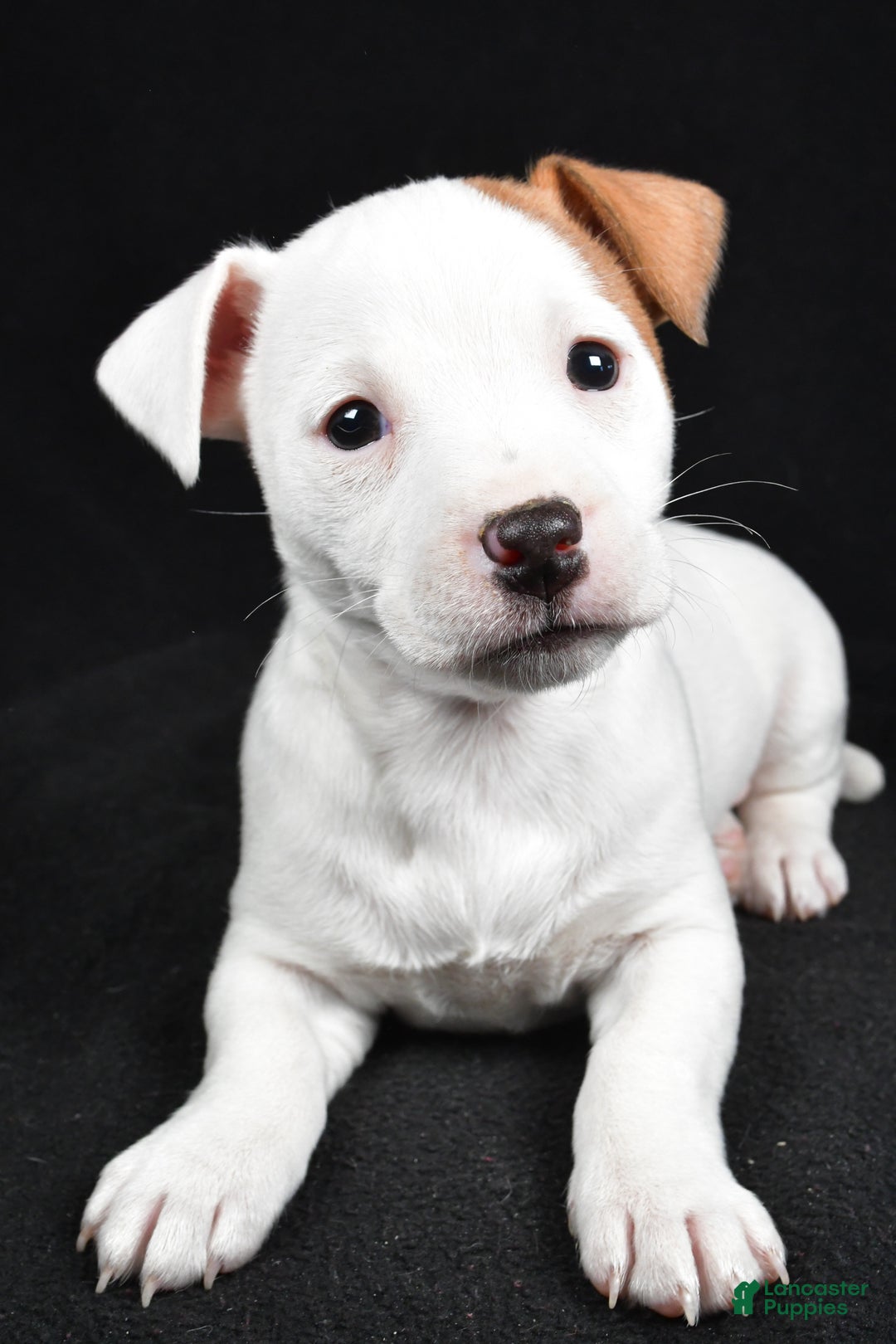 Jack Russell Terrier dogs for sale: Pansy - Ad 4