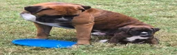 Boxer dogs for sale: Brownie - Ad 8