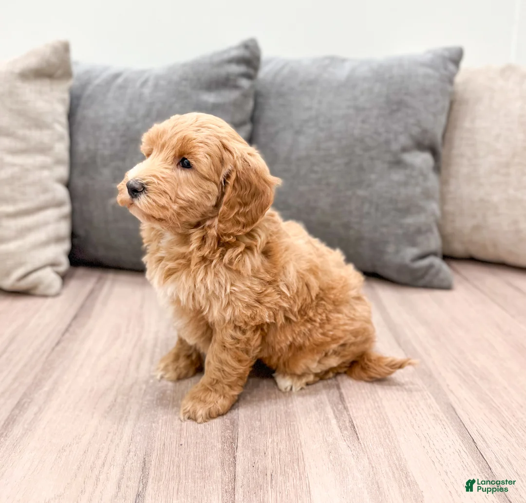 Labradoodle dogs for sale: Jazz - Ad 3