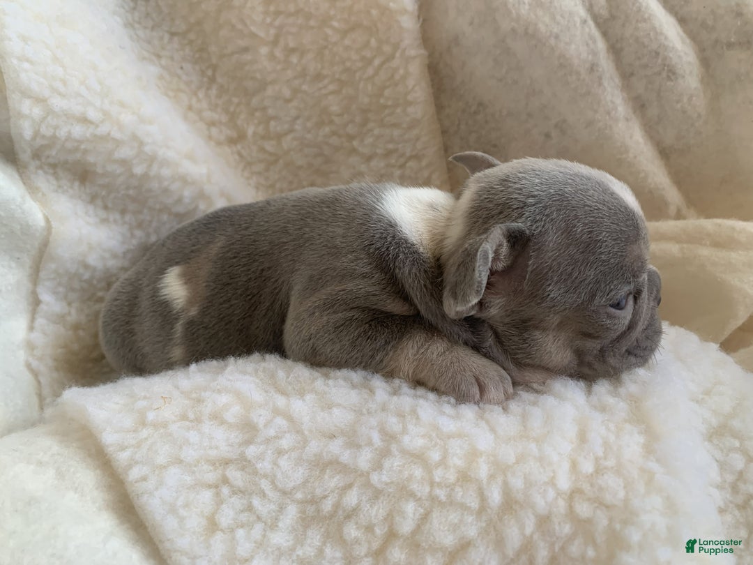 French Bulldog dogs for sale: Hazel - Ad 2