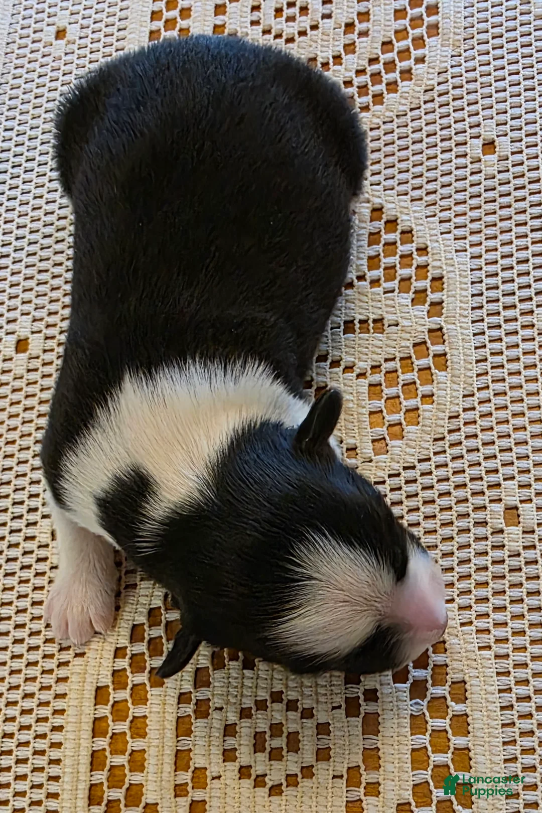 Border Collie dogs for sale: Border Collie Puppy 3 - Ad 5