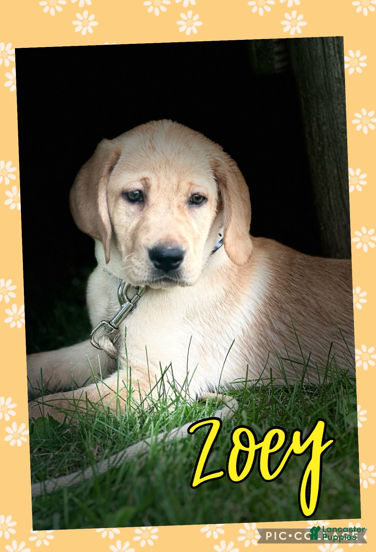 Labrador Retriever dogs Labrador Retriever 1 - Ad 2