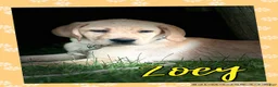 Labrador Retriever dogs for sale: Labrador Retriever 1 - Ad 2