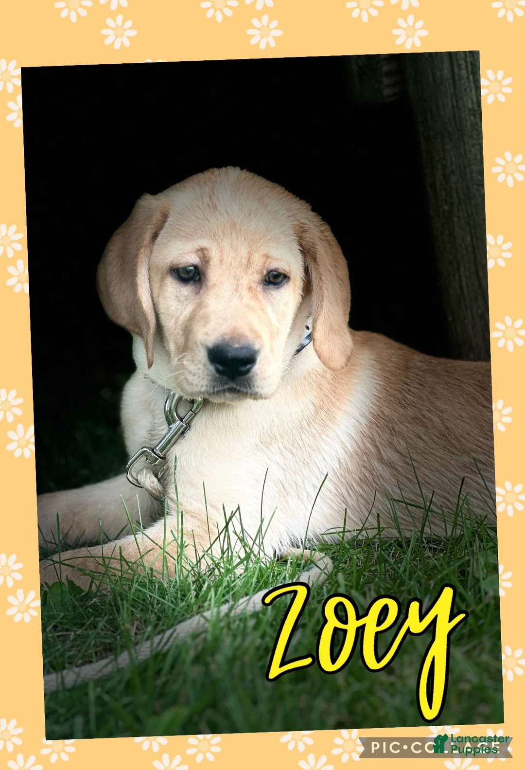 Labrador Retriever dogs for sale: Labrador Retriever 1 - Ad 2