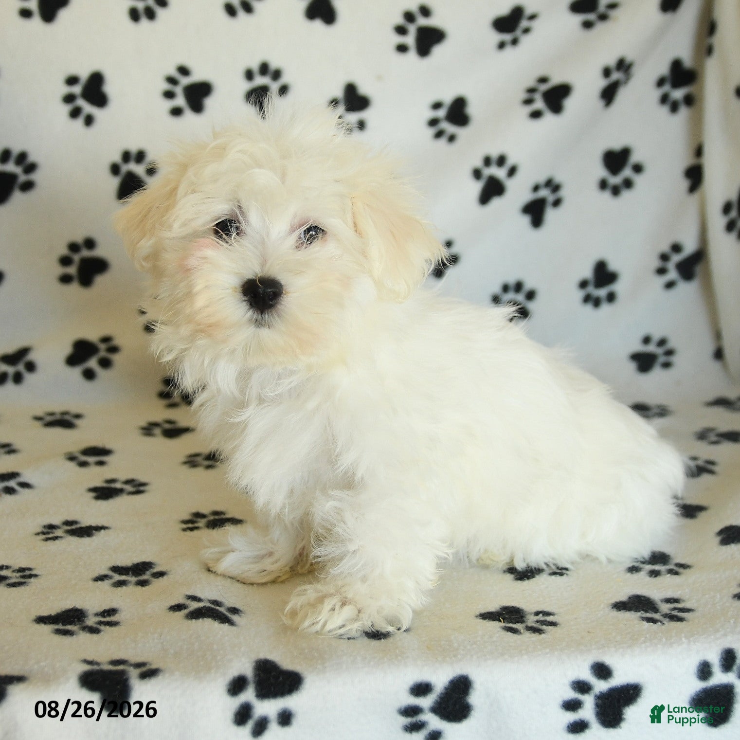 Maltese dogs Irresistible - Ad 1