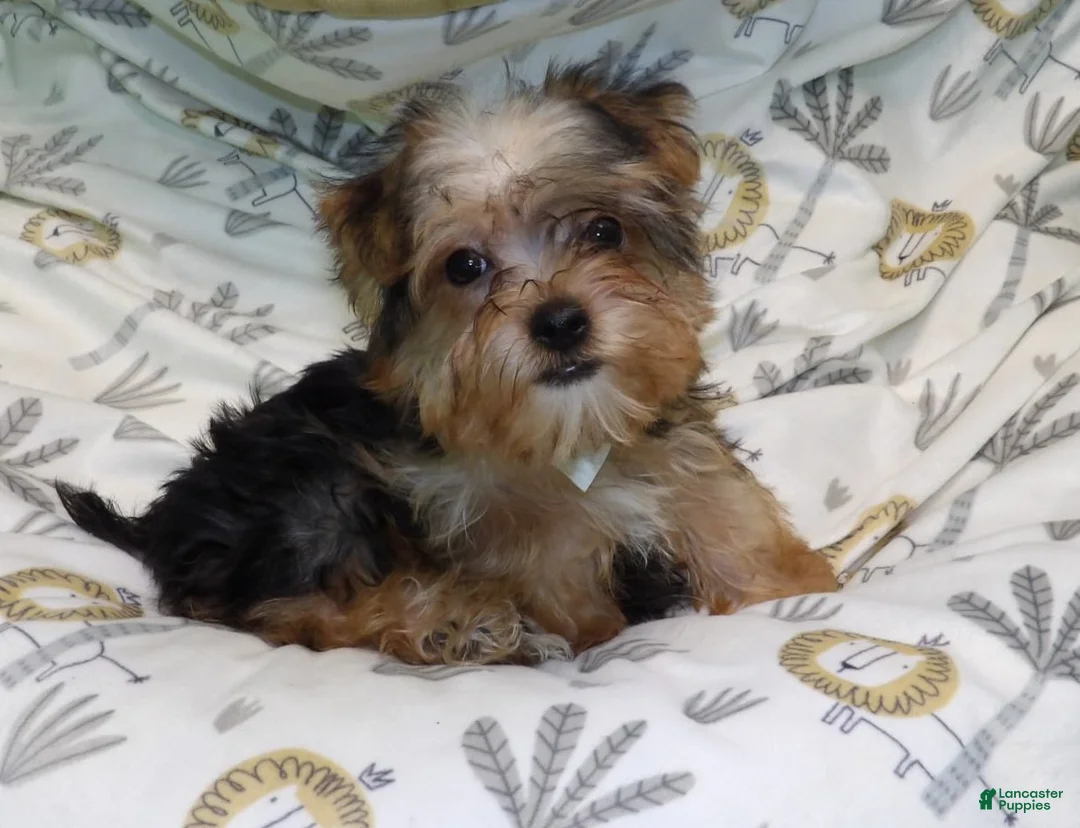 Yorkiepoo dogs for sale: Fiona - Ad 7