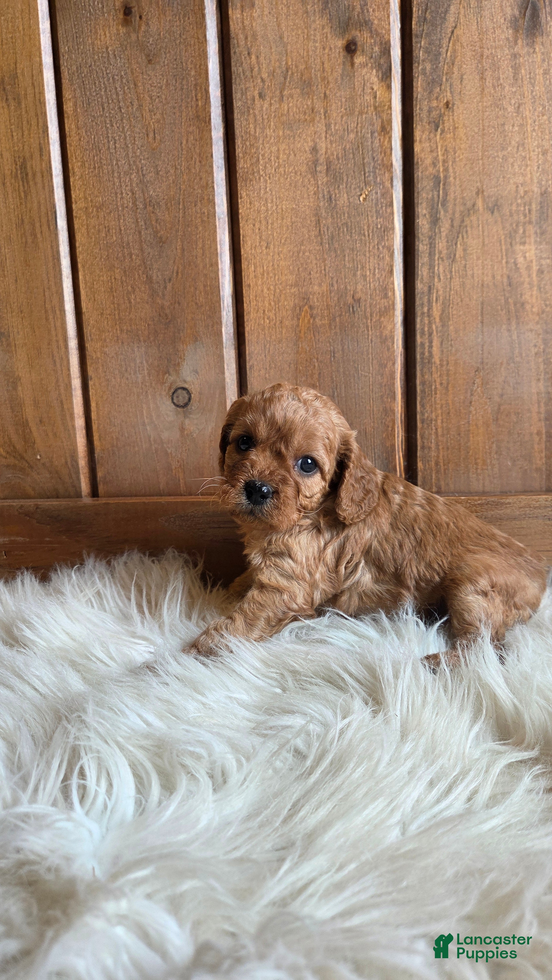 Cavapoo dogs Nova - Ad 7