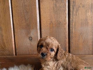 Cavapoo dogs Nova - Ad 24