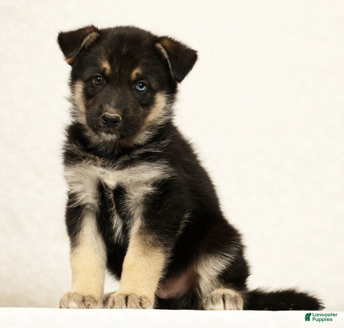 Gerberian Shepsky dogs Jasper - Ad 1