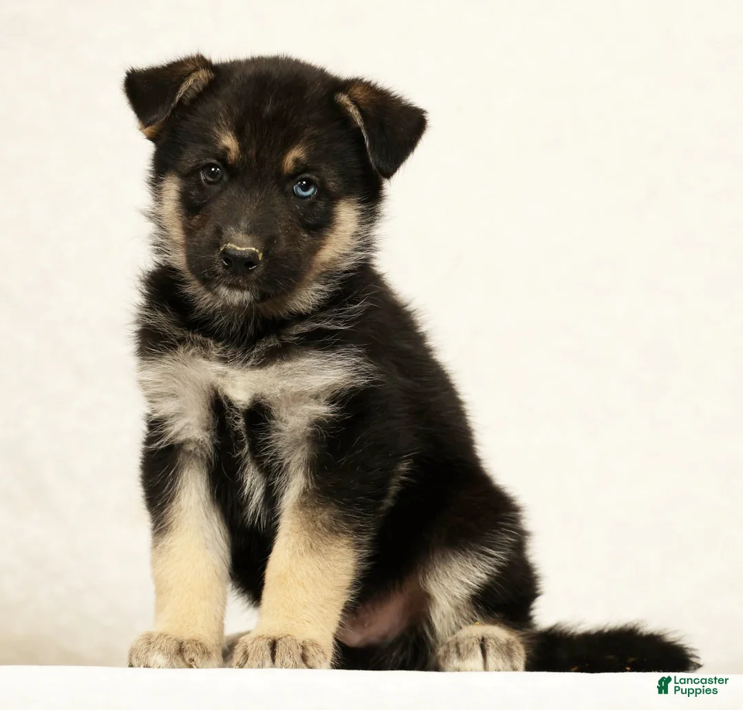 Gerberian Shepsky dogs for sale: Jasper - Ad 1