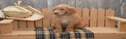 Goldendoodle dogs for sale: Branson - Ad 7